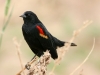 blackbird-red-winged-maricopa-farms-03-31-06