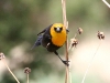 blackbird-yellow-headed-no1-pinetop-5-25-06