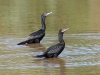cormorant-neotropic-no1-gwp-10-15-06