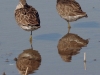dowitcher-long-billed-no2-gwp-02-01-06