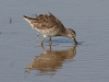 dowitcher-long-billed-no4-gwp-02-01-06