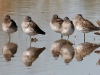 dowitcher-long-billed-no5-gwp