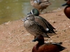 duck-blue-winger-teal-gwp-04-13-06