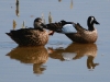 duck-blue-winger-teal-no1-gwp-04-11-06