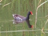 duck-common-moorhen-no1-rio-solado-july-2006