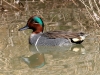 duck-green-wing-teal-no1-gwp-02-09-06