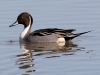 duck-pintail-gwp-02-01-06