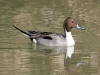 duck-pintail-no3-gwp-012506