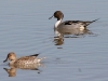 duck-pintail-no5-gwp-02-01-06