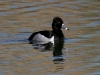 duck-ringed-neck-no1-gwp-03-21-06