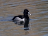 duck-ringed-neck-no2-gwp-03-21-06