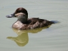 duck-ruddy-female-no1-gwp-04-13-06