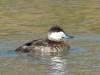 duck-ruddy-no1-gwp-02-06-06