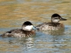 duck-ruddy-no2-gwp-02-06-06