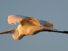 egret-great-gwp-04-06-06