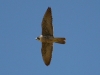falcon-perigrine-gwp-04-02-06
