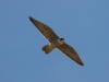 falcon-perigrine-no2-gwp-04-02-06