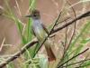flycatcher-brown-crested-maricopa-aug-2006