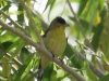 goldfinch-lesser-no2-gwp-04-28-06