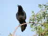 grackle-great-tailed-no1-gwp-04-29-06