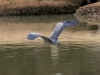 heron-great-blue-gwp-01-26-06