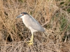 heron-night-crowned-02-gwp-29-06