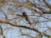 hummingbird-anna-in-flight-gwp-01-26-06