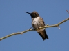 hummingbird-black-chinned-no1-gwp-04-02-06