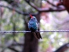 hummingbird-broad-billed-madera-2004