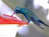 hummingbird-broad-billed-pategonial-2004