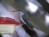 hummingbird-white-ear-pategonia-2004