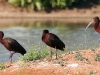 ibis-white-faced-no1-gwp-4-29-06