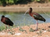 ibis-white-faced-no3-gwp-4-29-06