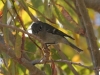 kinglet-ruby-crowned-no3-02-01-06