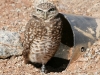owl-burrowing-gwp-01-25-06