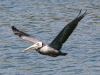 pelican-brown-carlsbad-4-15-06