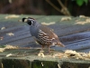 quail-california-kelowna-5-11-06