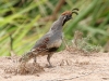 quail-gambels-maricopa-aug-2006