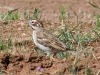 sparrow-lark-white-mnts-05-25-06