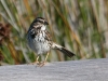 sparrow-song-carlsbad-april-2006