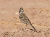 sparrow-vesper-no1-maricopa-farm-020806