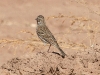 sparrow-vesper-no2-maricopa-farm-020806