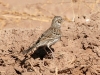 sparrow-vesper-no3-maricopa-farm-020806