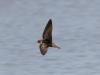 swallow-cliff-04-29-06