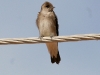 swallow-northern-rough-winged-tempe-02-08-06