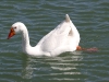 swan-asu-research-spring-2006