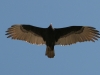 vulture-012406