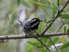warbler-black-throated-gray-san-elijo-ca-4-16-06