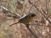 warbler-common-yellow-throat-gwp-01-24-06