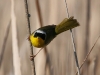 warbler-common-yellow-throat-no2-carlsbad-4-15-06